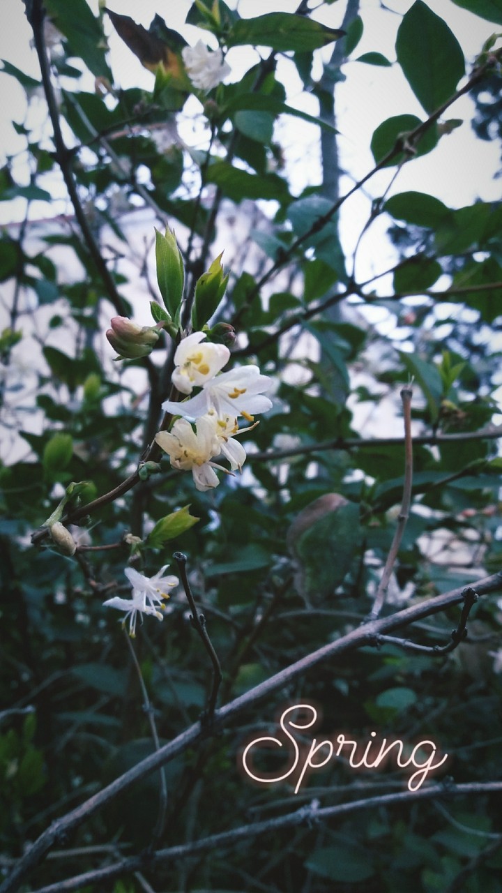 spring