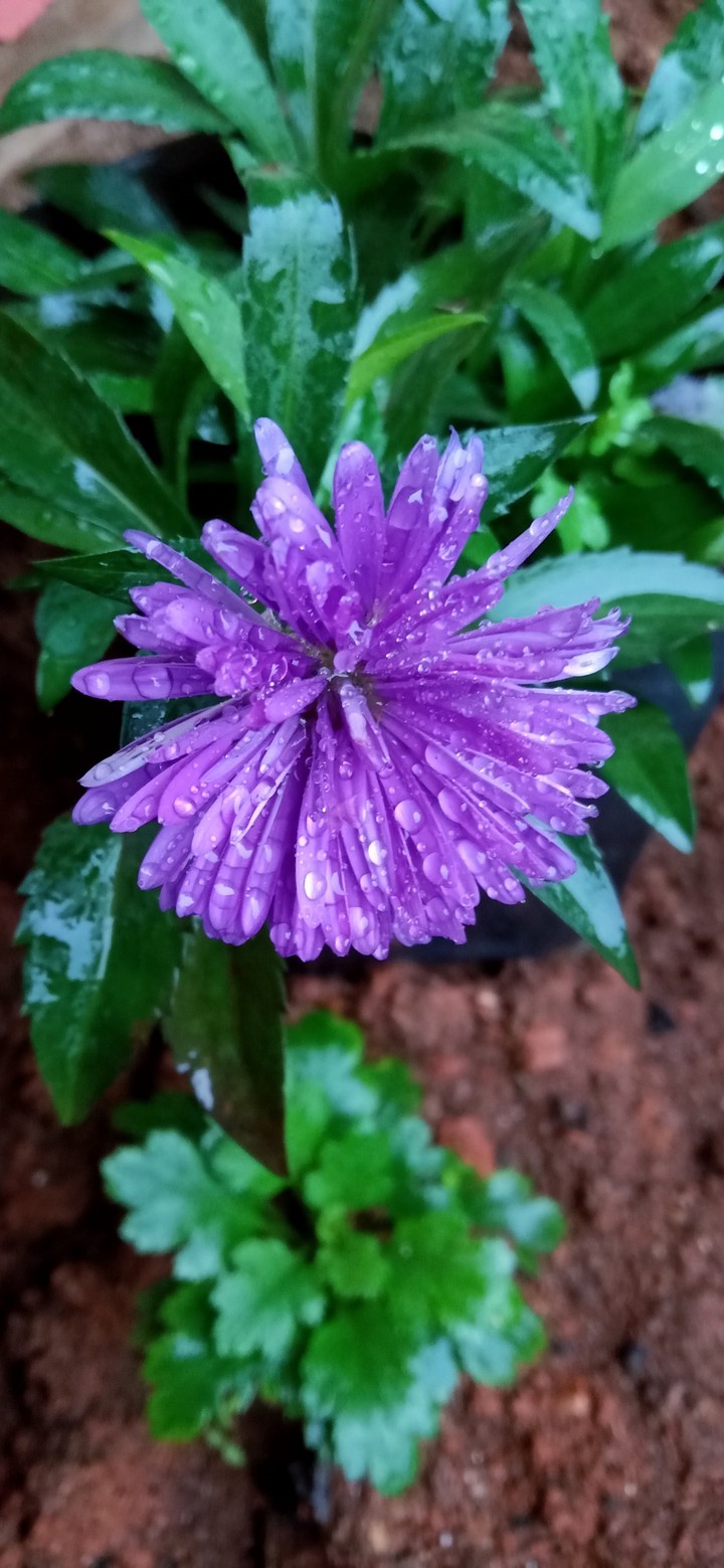 purple beauty