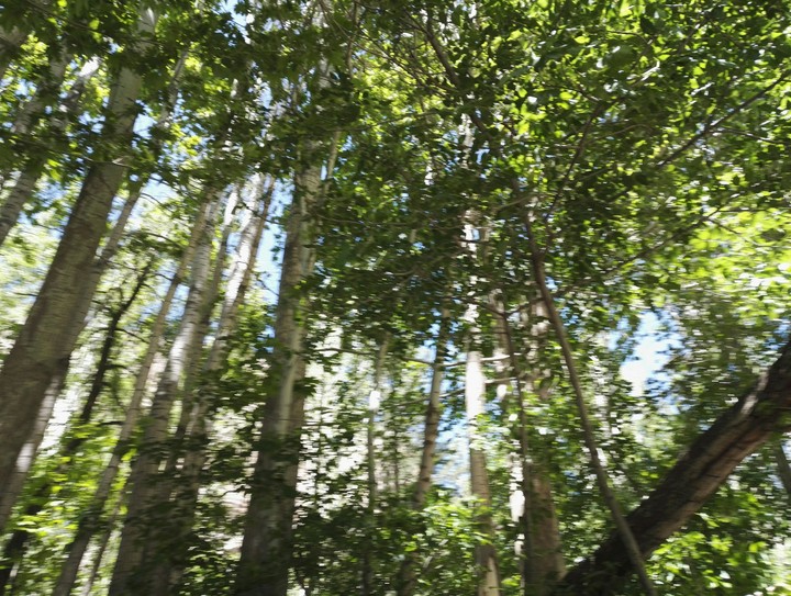 woods