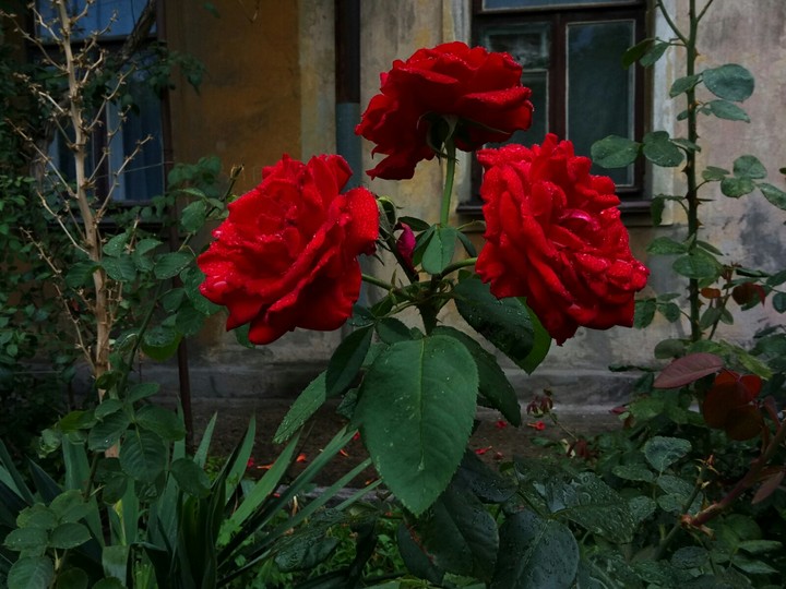 Розы