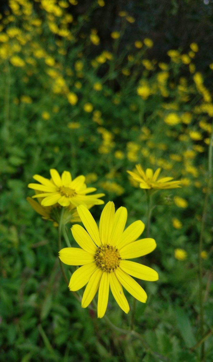 Refreshing_Yellow&Green