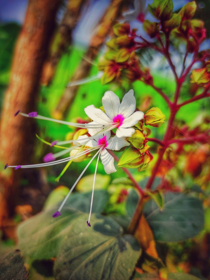 Unknown Flowers