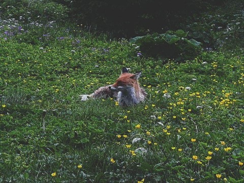 foxyy