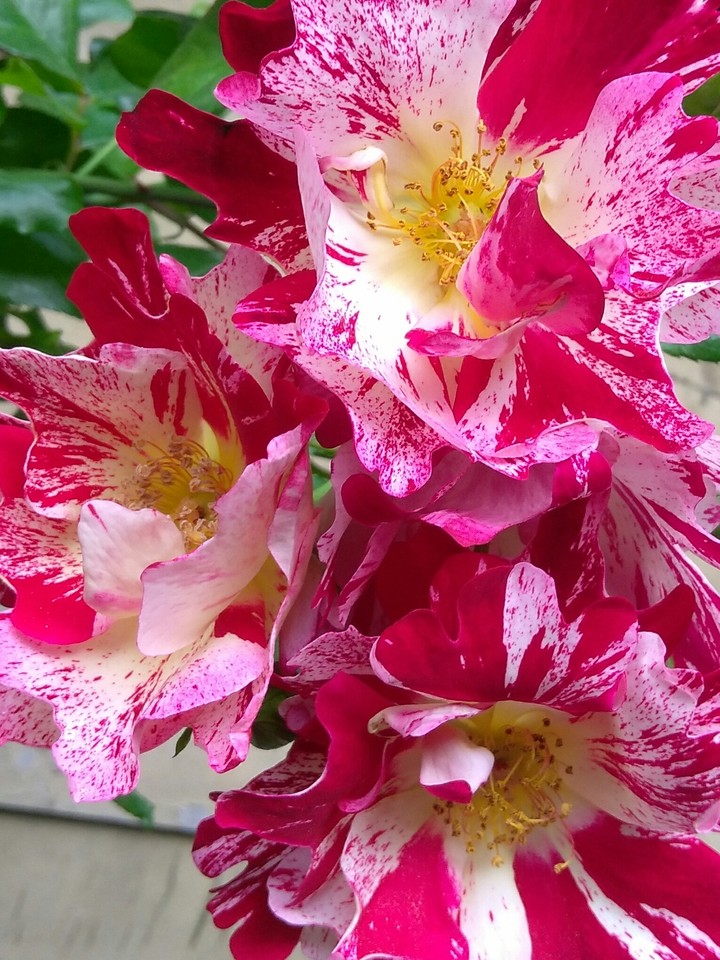 rose george burns