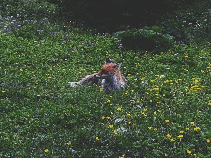 foxyy