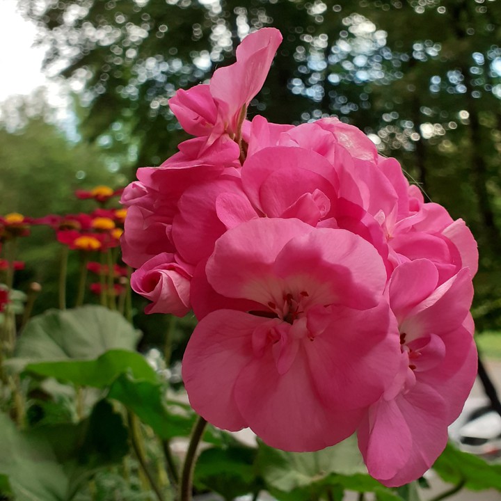 My garden on second floor