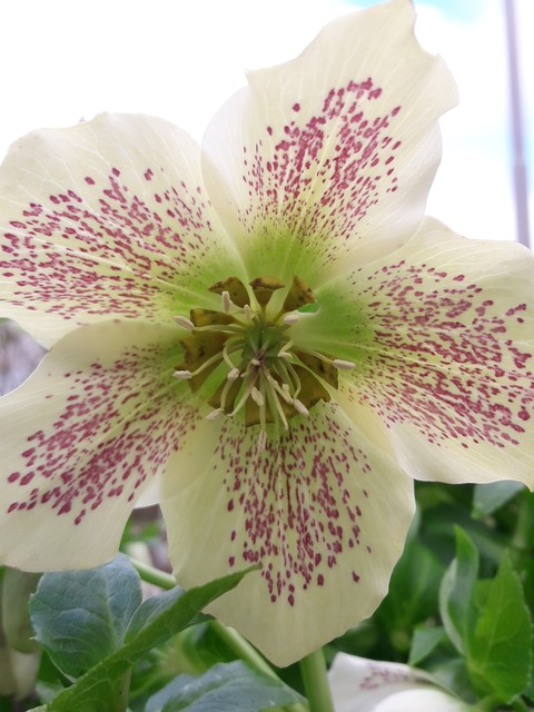flower, hellebore háttérképek