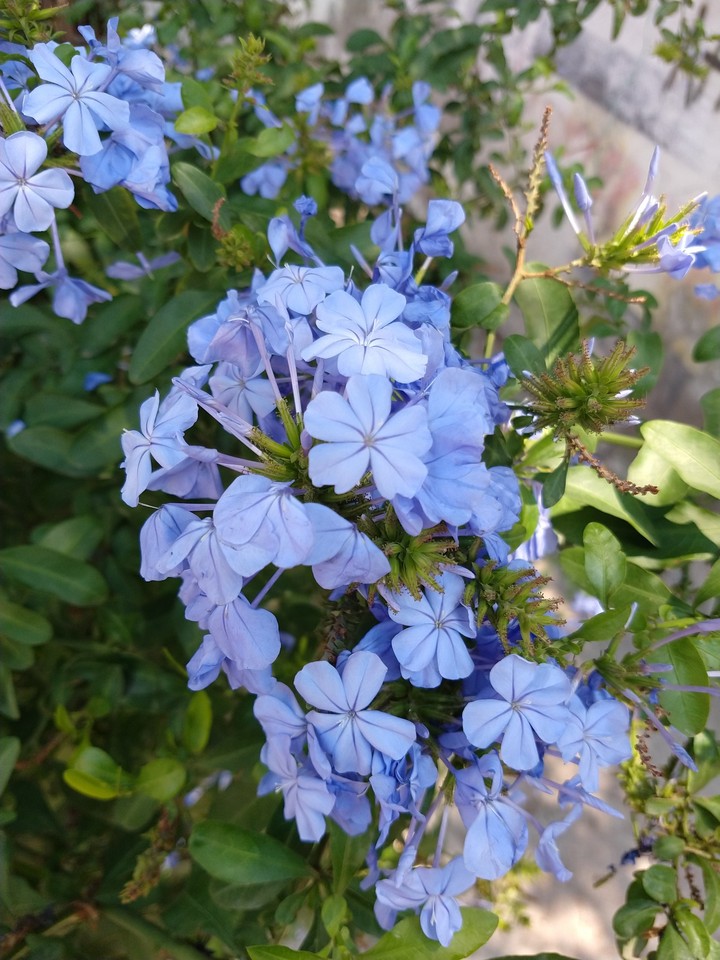 azul