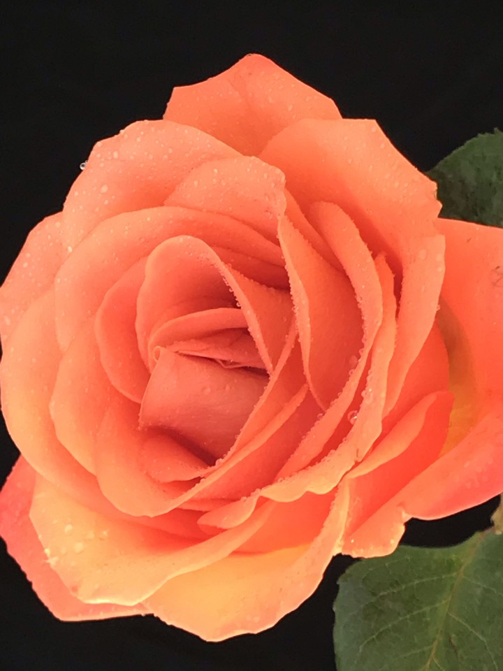 my rose /  no filters