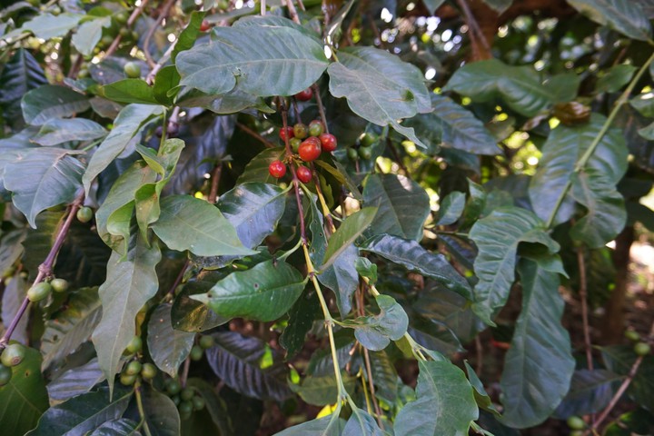 coffee bean