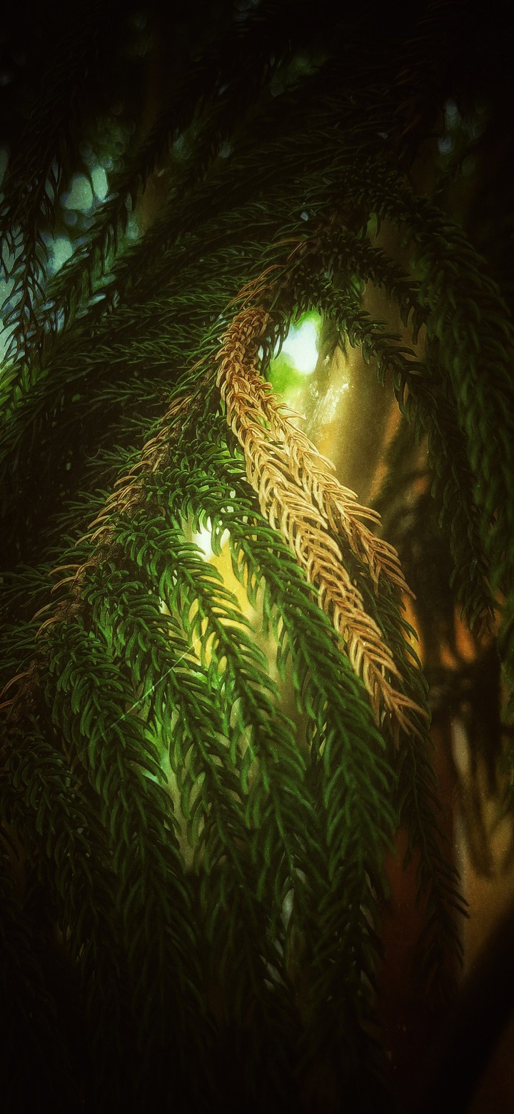 nature wallpaper