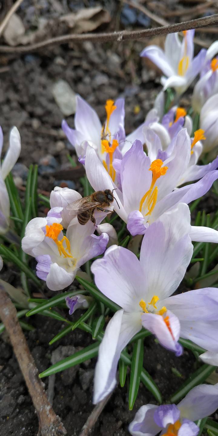 bee on a flower