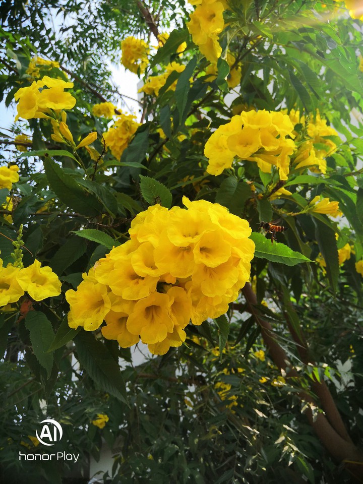 yellow flower winter