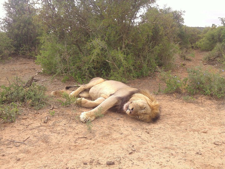 lion