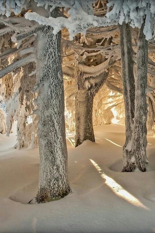 snowy forest