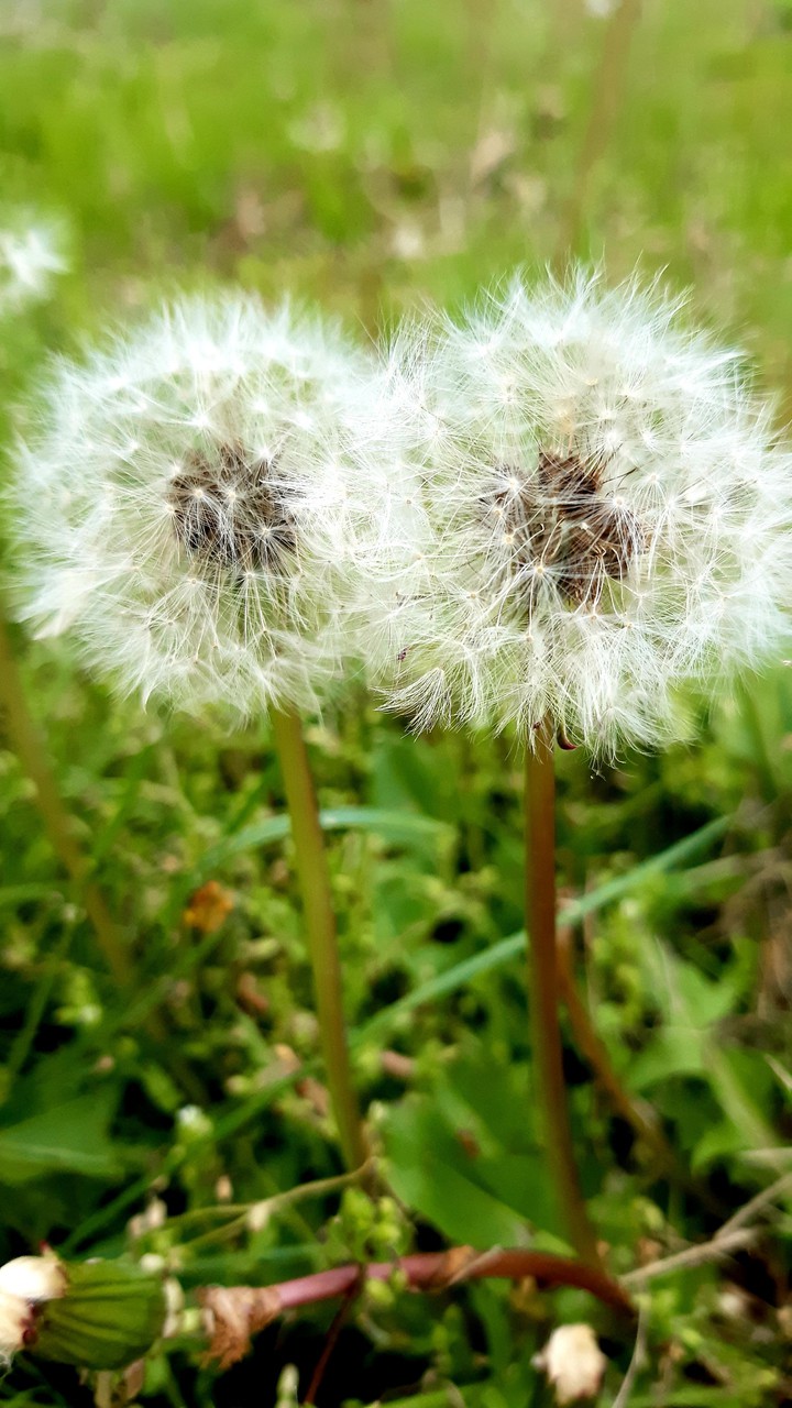 dandelion