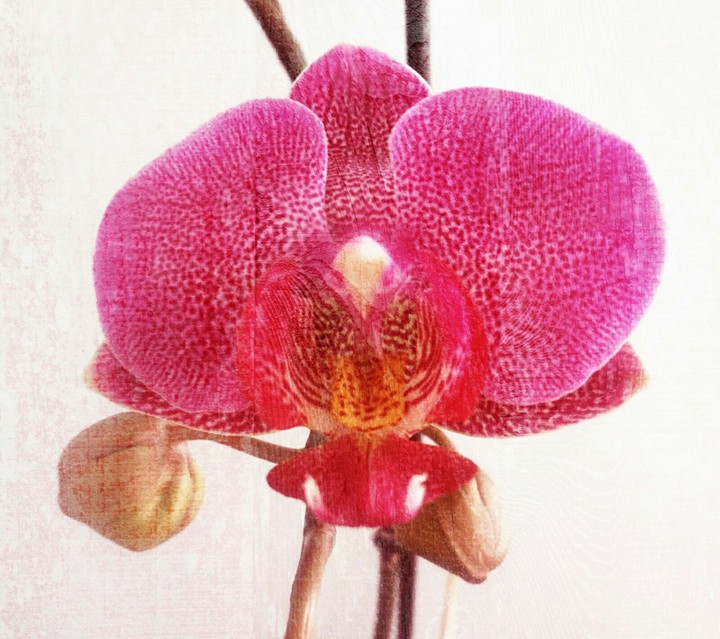 orchidée