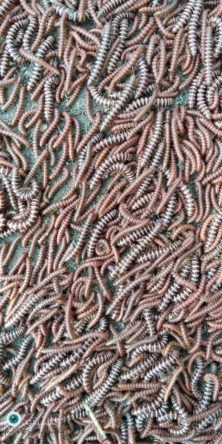 Swarm of insects