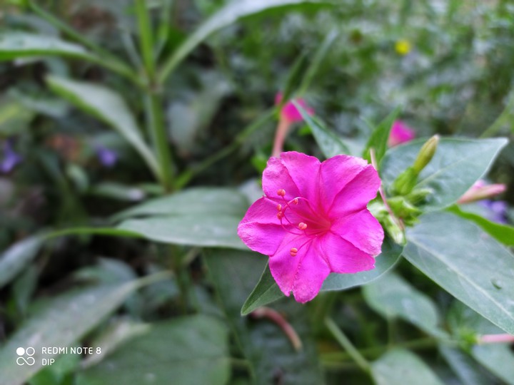 flower