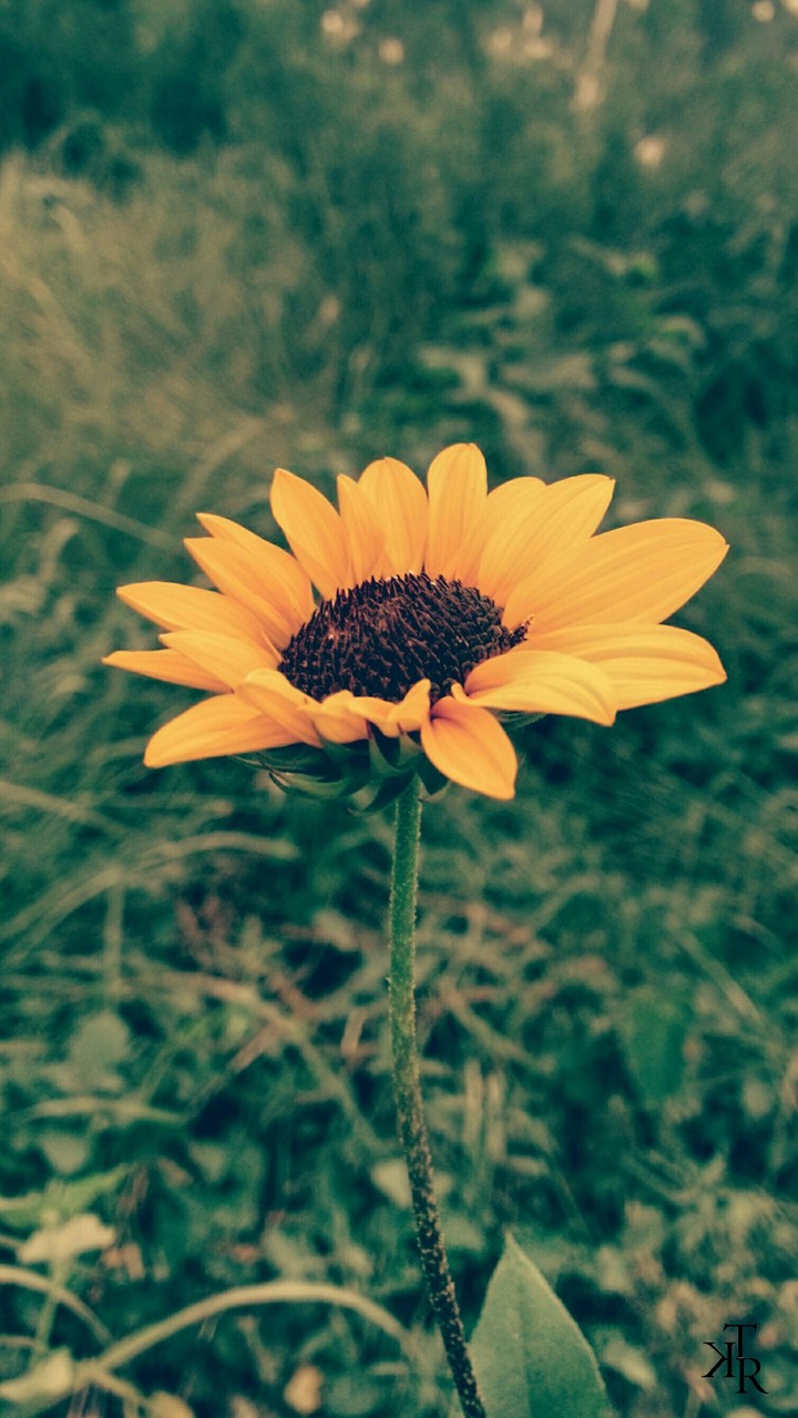 trk photography