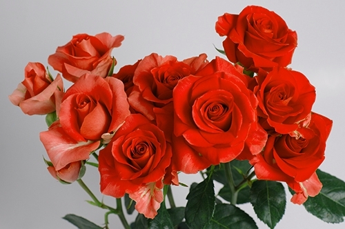 roses#fascinating