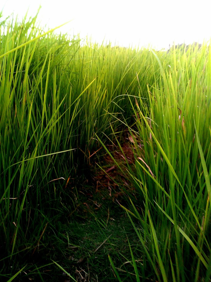 grass