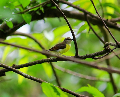 bird