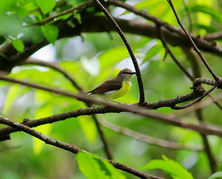 bird