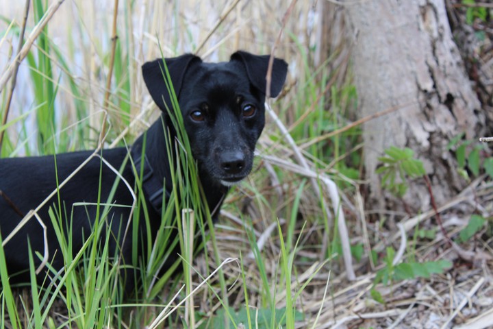 dog