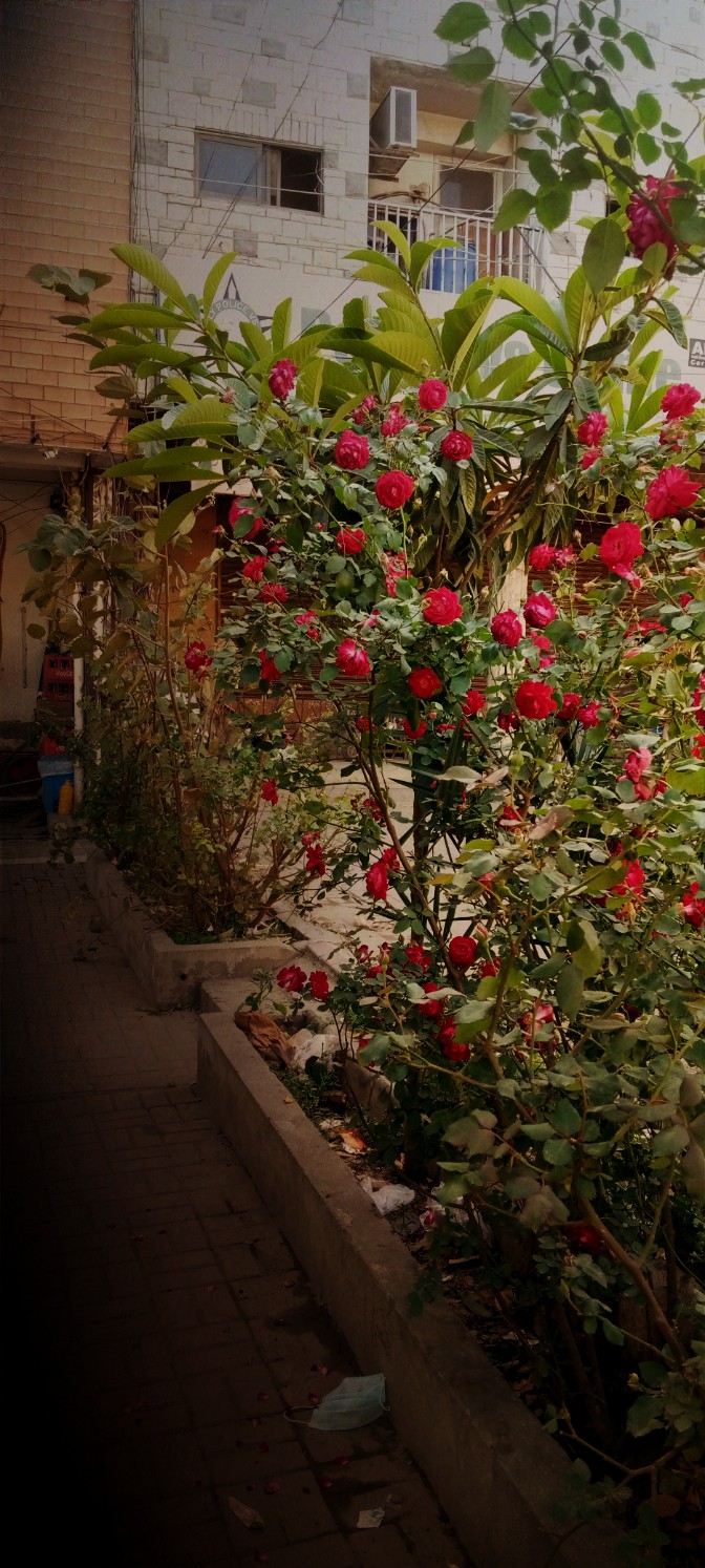 Red Rose