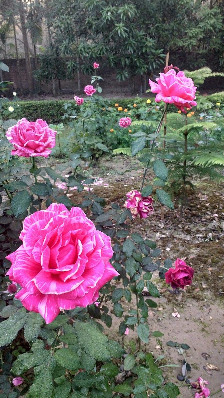 my garden