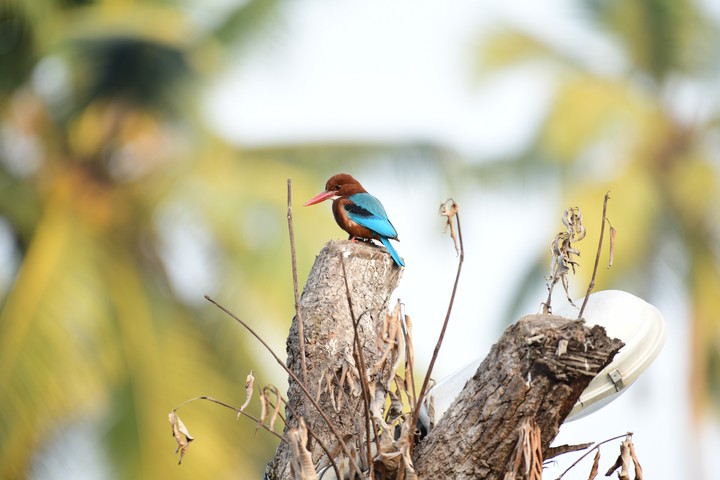 A lonely Kingfisher
