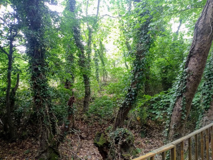 orman