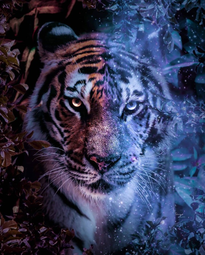 ¤••¤••¤