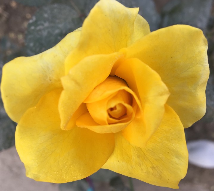 Yellow rose!