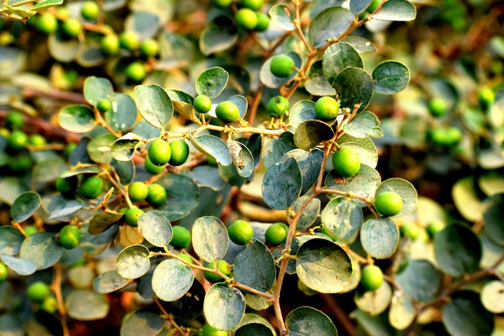 leaves