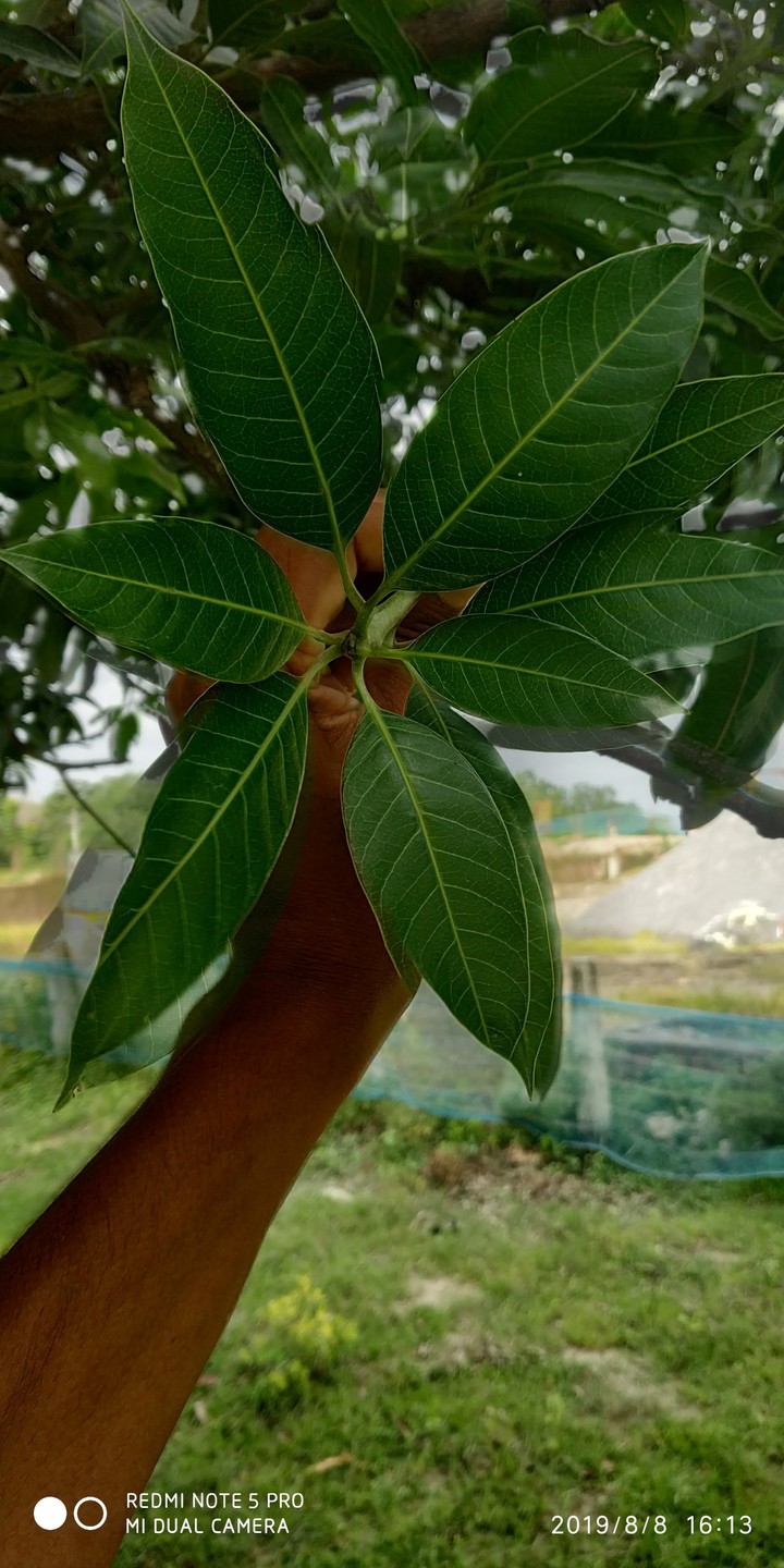 natural