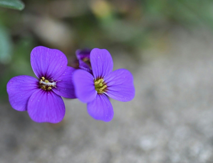 Lila Blumen