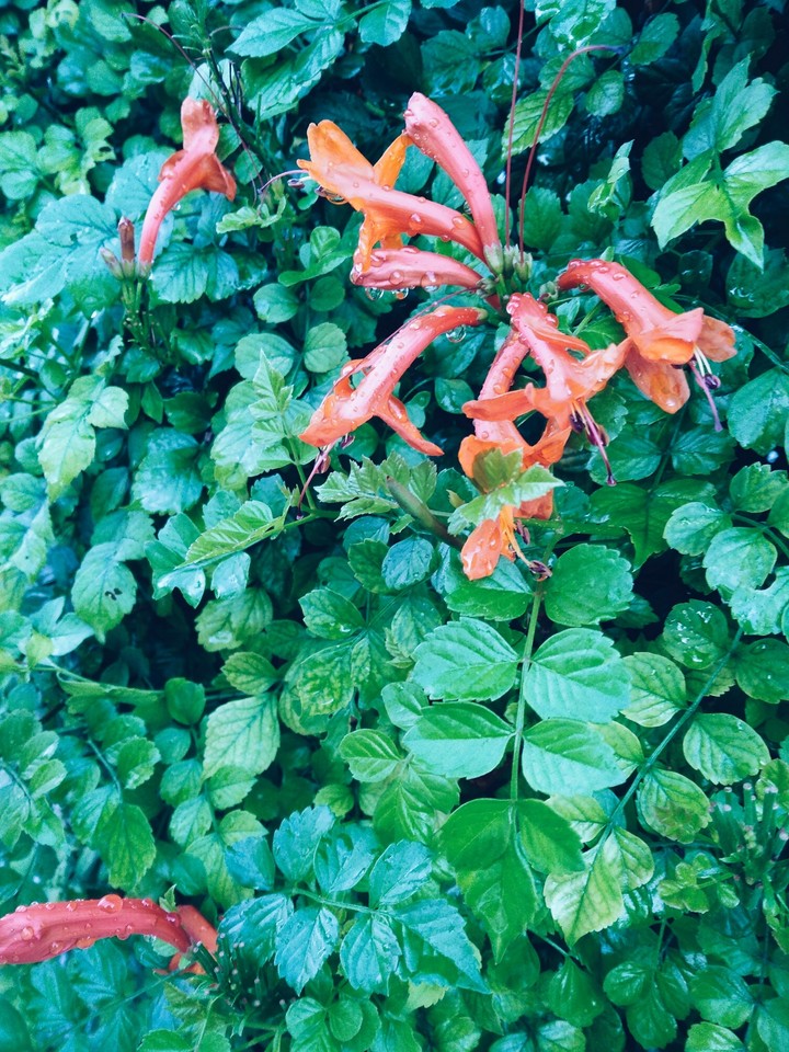 after rain