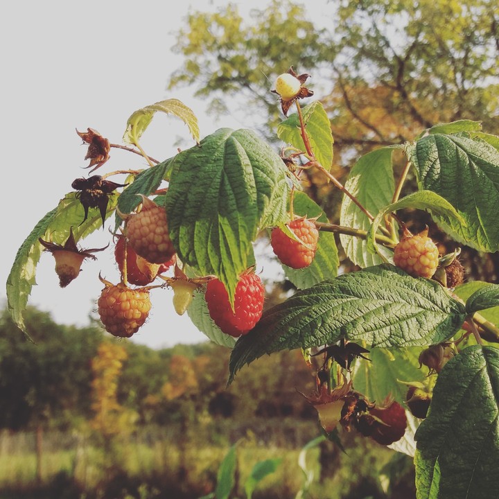 RASPBERRY