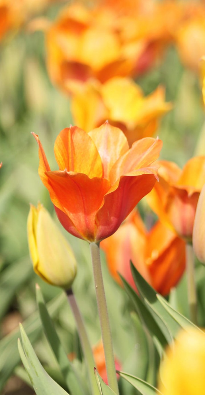 flores