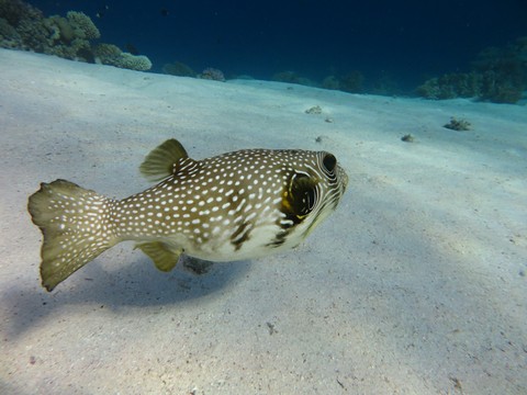 wallpaper pufferfish, organism