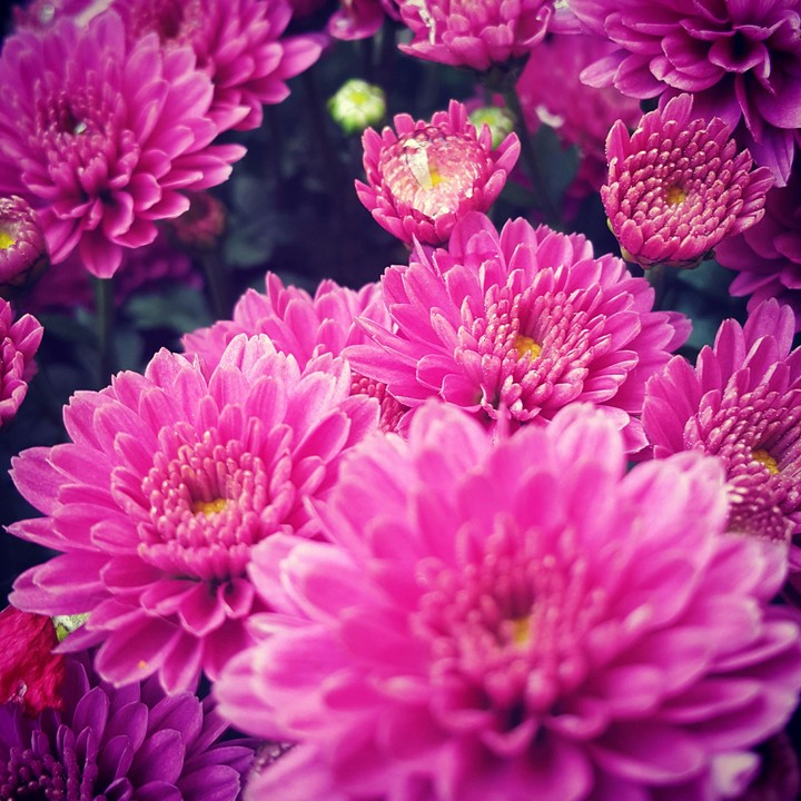 autumn flowers