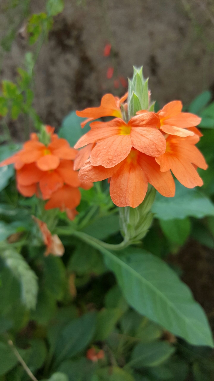 orange orange