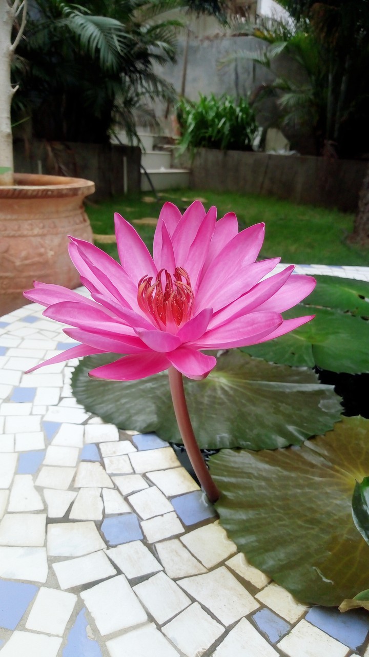 Lotus