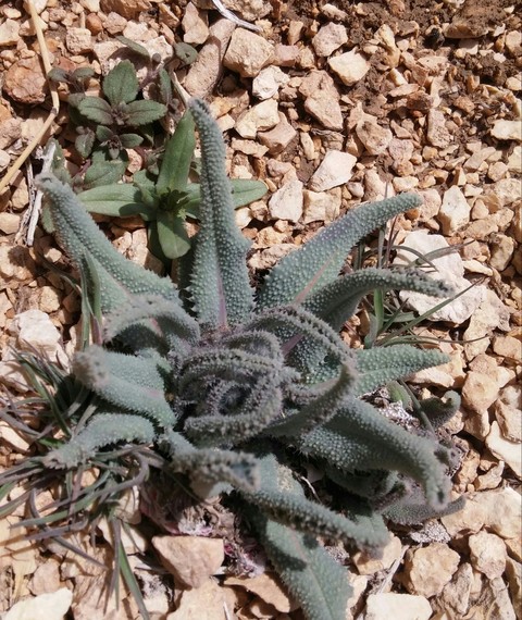 desert flower