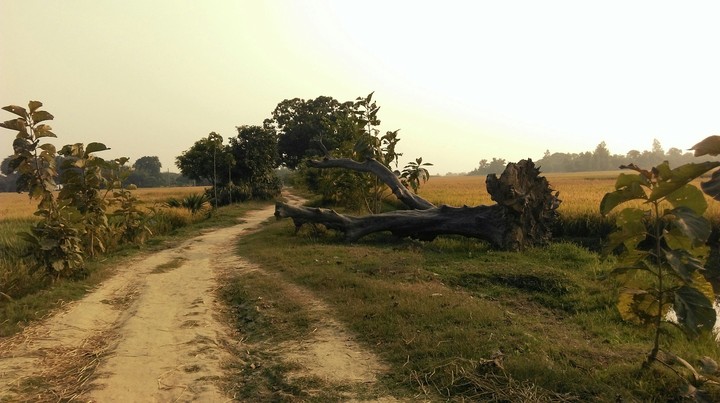 nature, agriculture, tree, green, road, village