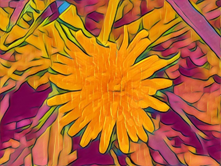 dandelion orange & purple