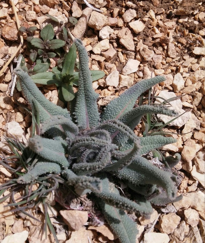 desert flower