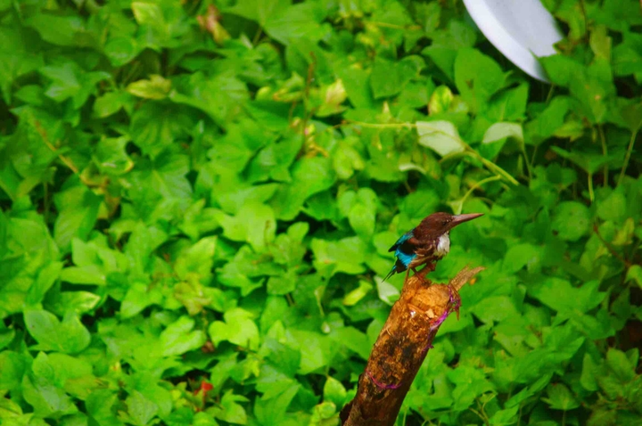 kingfisher